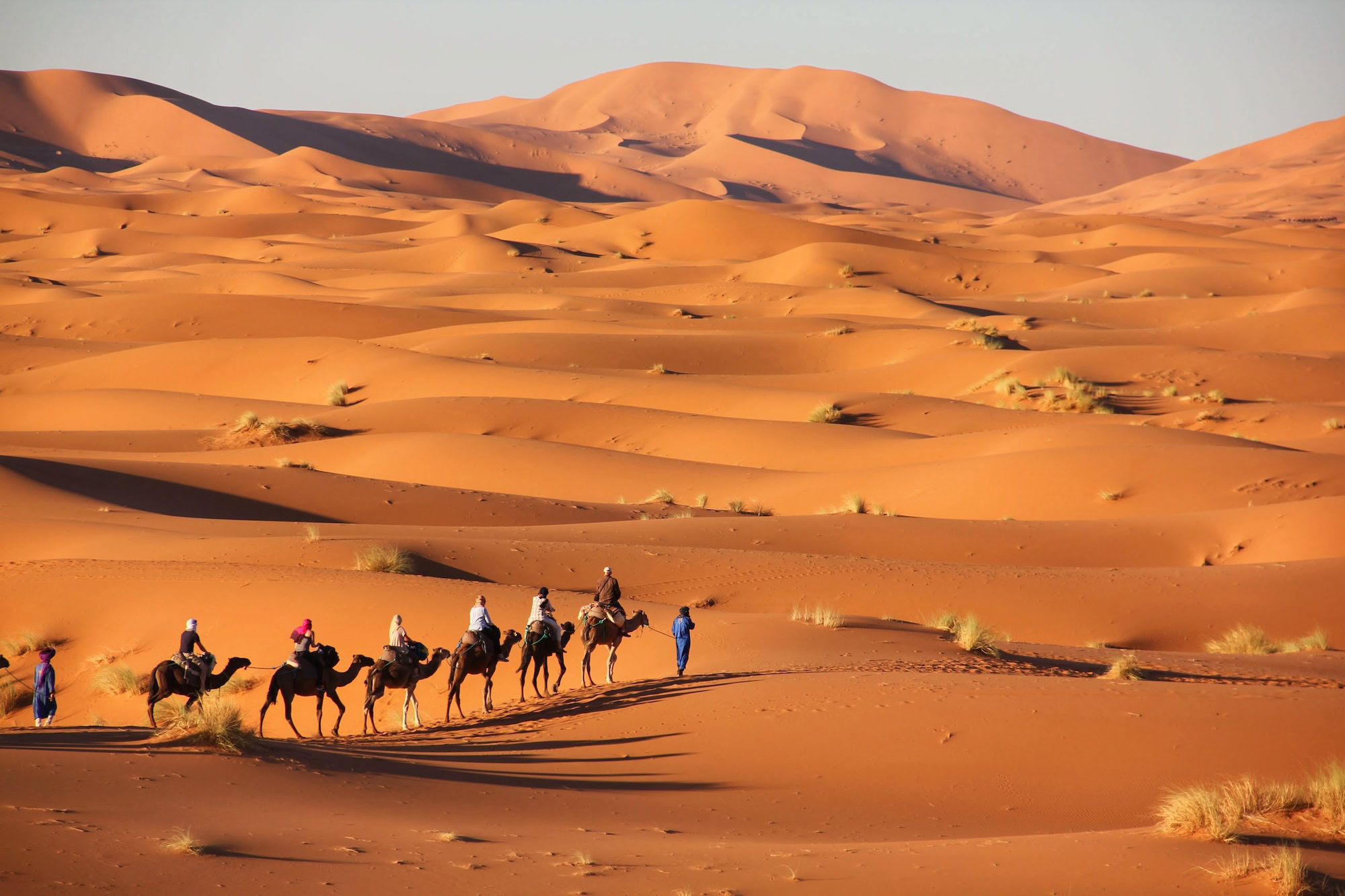 Oasis Desert